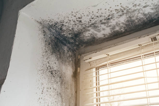Trusted Black Mold Removal service in Mount Arlington, NJ - Cheap Mold Removal